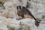 Peregrine