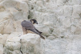 Peregrine