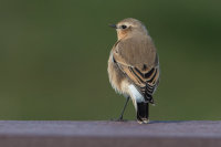 Wheatear