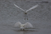 Little Egret