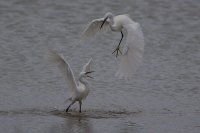 Little Egret