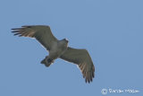 Short-toed Eagle