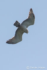 Short-toed Eagle