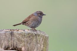 Dunnock