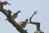 Turtle Dove