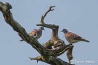 Turtle Dove