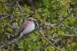 Spotted Flycatcher