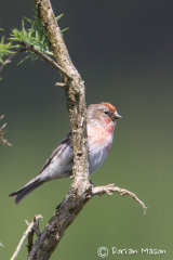 Redpoll