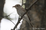 Spotted Flycatcher
