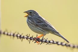 Corn Bunting