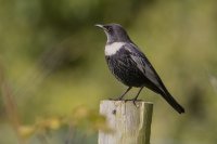 Ring Ouzel