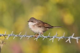 Whitethroat
