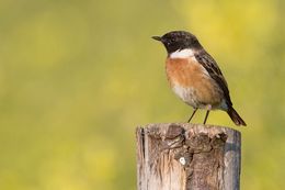 Stonechat