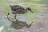Water Rail