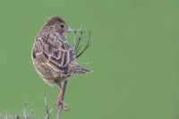 Corn Bunting