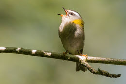 Firecrest