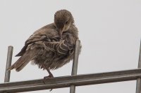 Rose coloured Starling