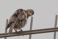 Rose coloured Starling
