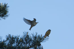 Crossbill