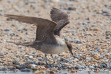 Long-tailed Skua