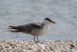 Long-tailed Skua