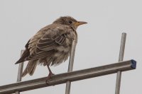 Rose coloured Starling