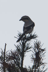 Great-grey Shrike