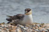 Long-tailed Skua