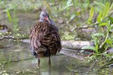 Water Rail