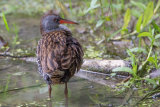Water Rail