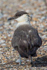 Long-tailed Skua