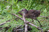 Water Rail