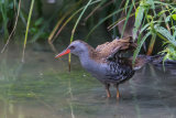 Water Rail