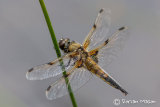 Four -spotted Chaser