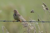 Corn Bunting