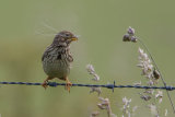 Corn Bunting