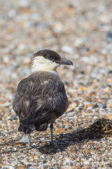 Long-tailed Skua