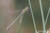 Emerald Damselfly