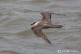 Long-tailed Skua