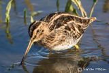 Common Snipe