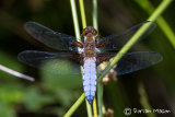 Broad-bodied Chaser