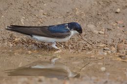 House Martin
