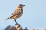 Whinchat