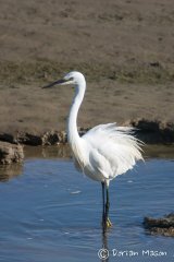 Little Egret