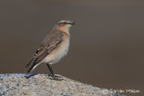Wheatear