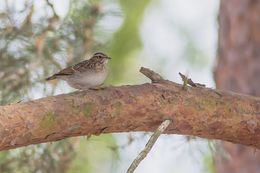 Woodlark