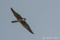 Hobby