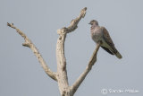 Turtle Dove