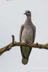 Turtle Dove