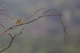Tree pipit